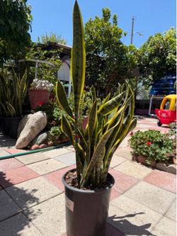 Snake Plant