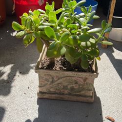 Jade Plant