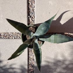 Agave Americana 