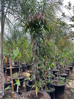 Kent mango tree 25gal
