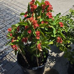 Crown plant of Christ. 