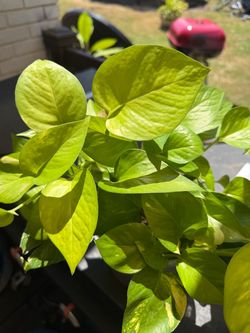 Bundle plants