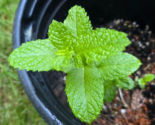 Spearmint (Mentha spicata) plant