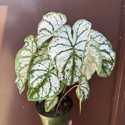 6” Caladium 
