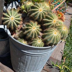 Beautiful balloon cactus cluster cacti bunch in galvanized 5 gallon bucket pail parodia