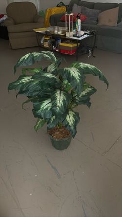 Artificial Dieffenbachia seguine Plant