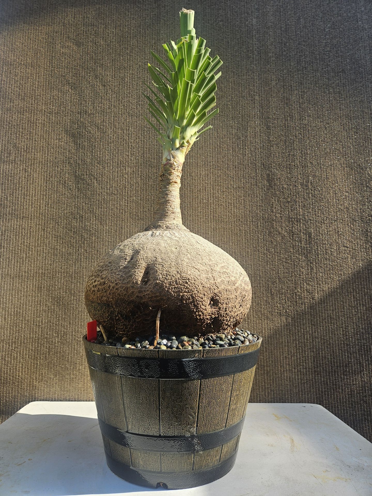 Old Ponytail Palm Bonsai Tree  ( OUTDOOR and INDOOR PLANT)