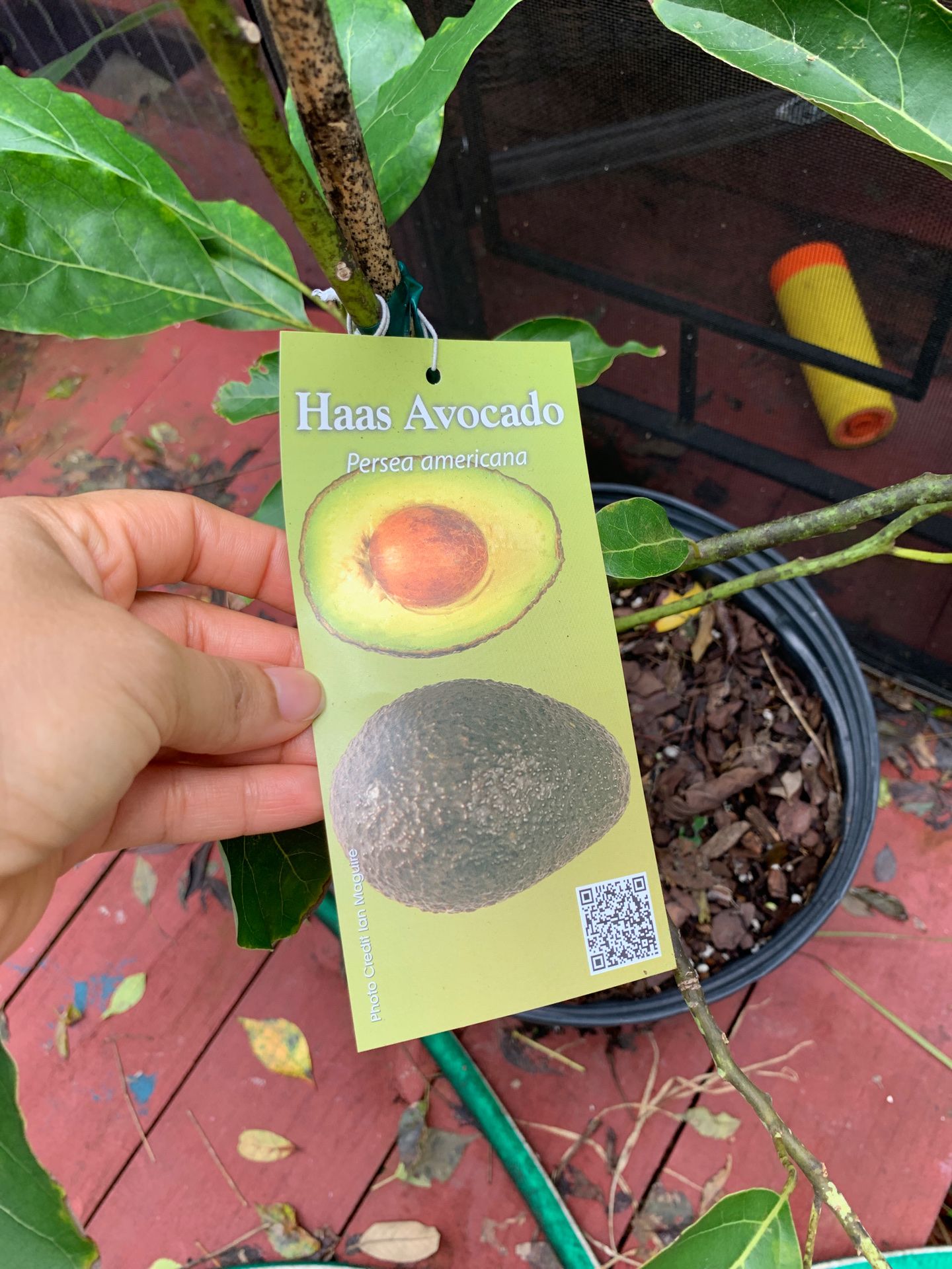 Hass avocado grafted