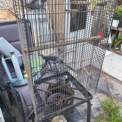 Bird Cage 