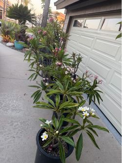 Plumeria