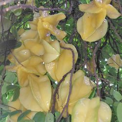 Star Fruit Carambola Organic