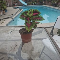 Beautiful Colorful Plant In 6" Pot