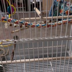 Bird Cage 