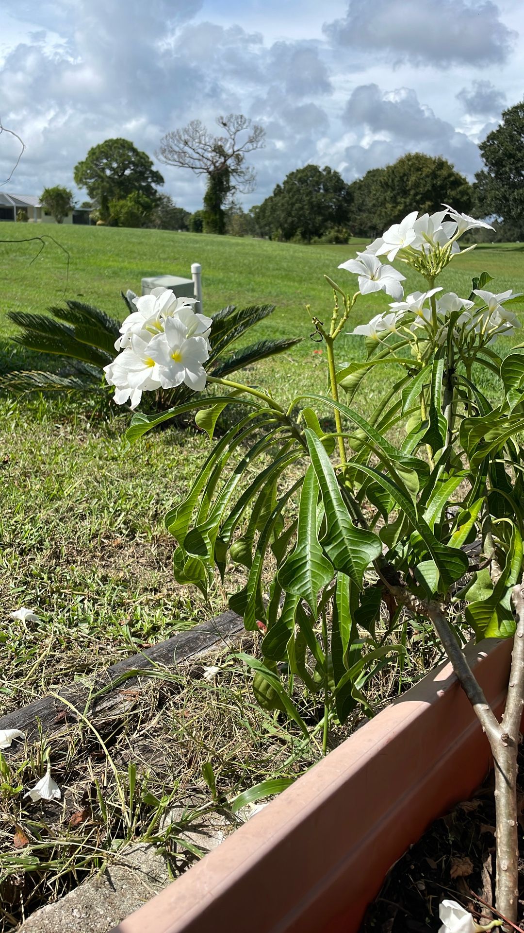 Lots of Plants for sale check out the pictures