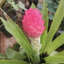 Quesnelia Testudo Bromeliad (Read Description)