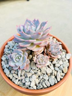 Korean Succulent ( Echeveria variety ) in 6’ terracotta pot