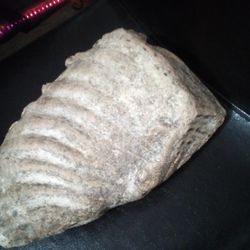 Mammoth Tooth Fossil 