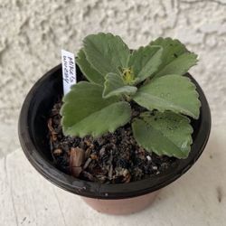 3 Inch Pot Succulent Plant- Plectranthus Neochilus - Mike's Fuzzy Wuzzy - Blue Lobster Flower - Rooted & Established - Drought Resistant - 🪴