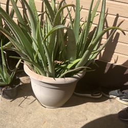 aloe vera plants 