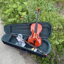 Gorgeous  15/15 Viola  