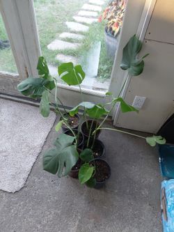 Monstera plants
