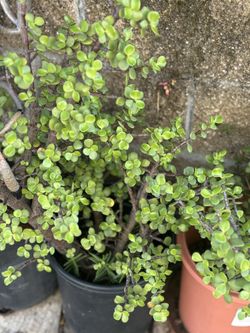 Nice Jade Plants in A 5 Gallon Pot
