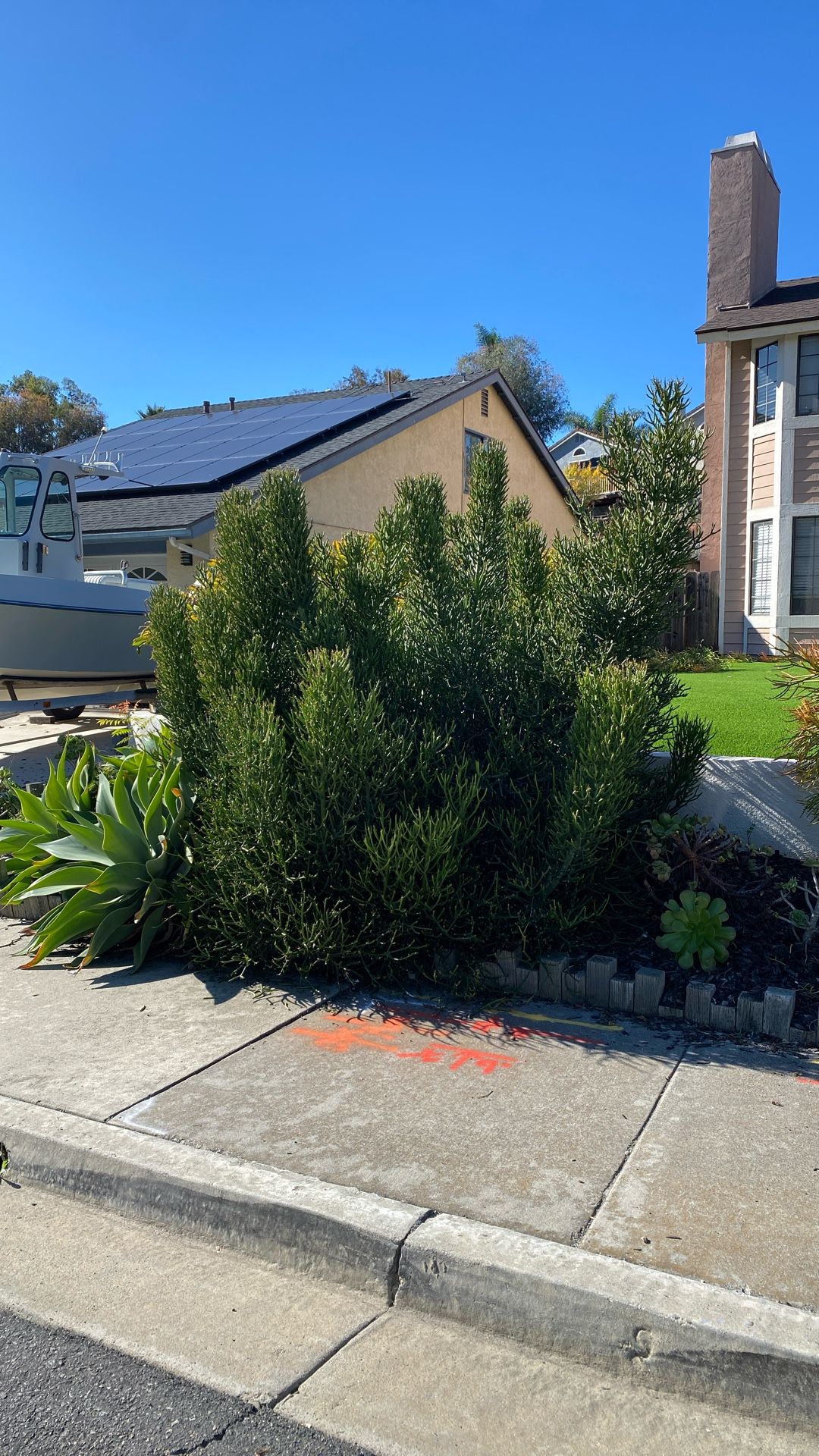 Free Green Pencil Cactus Cutting