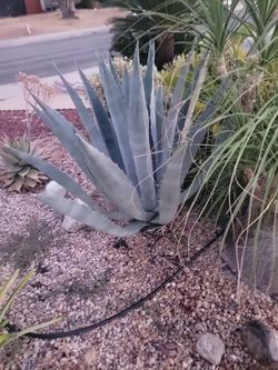 Agave