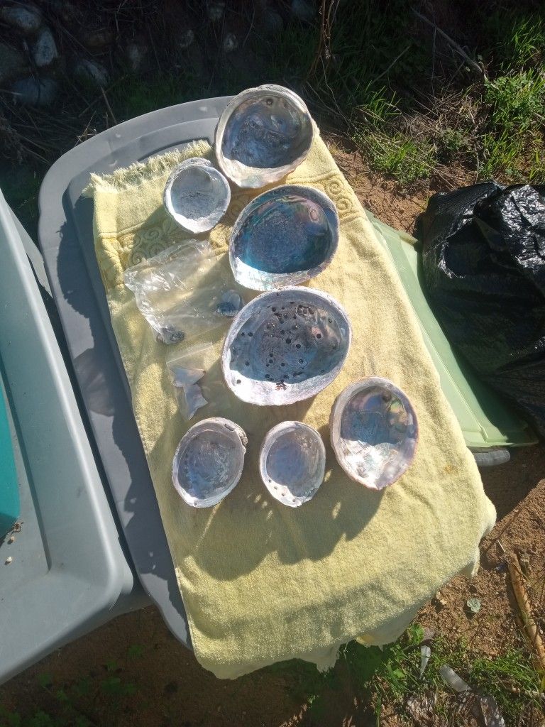 Abologne Shells LOT OF 14+sml Pcs