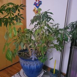 3' Umbrella Plant Schefflera
Houseplant In Beautiful Ceramic Pot