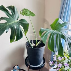 Monstera Plant In A 12” Pot