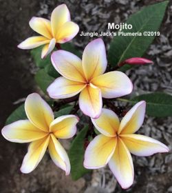 "Mojito" Plumeria
