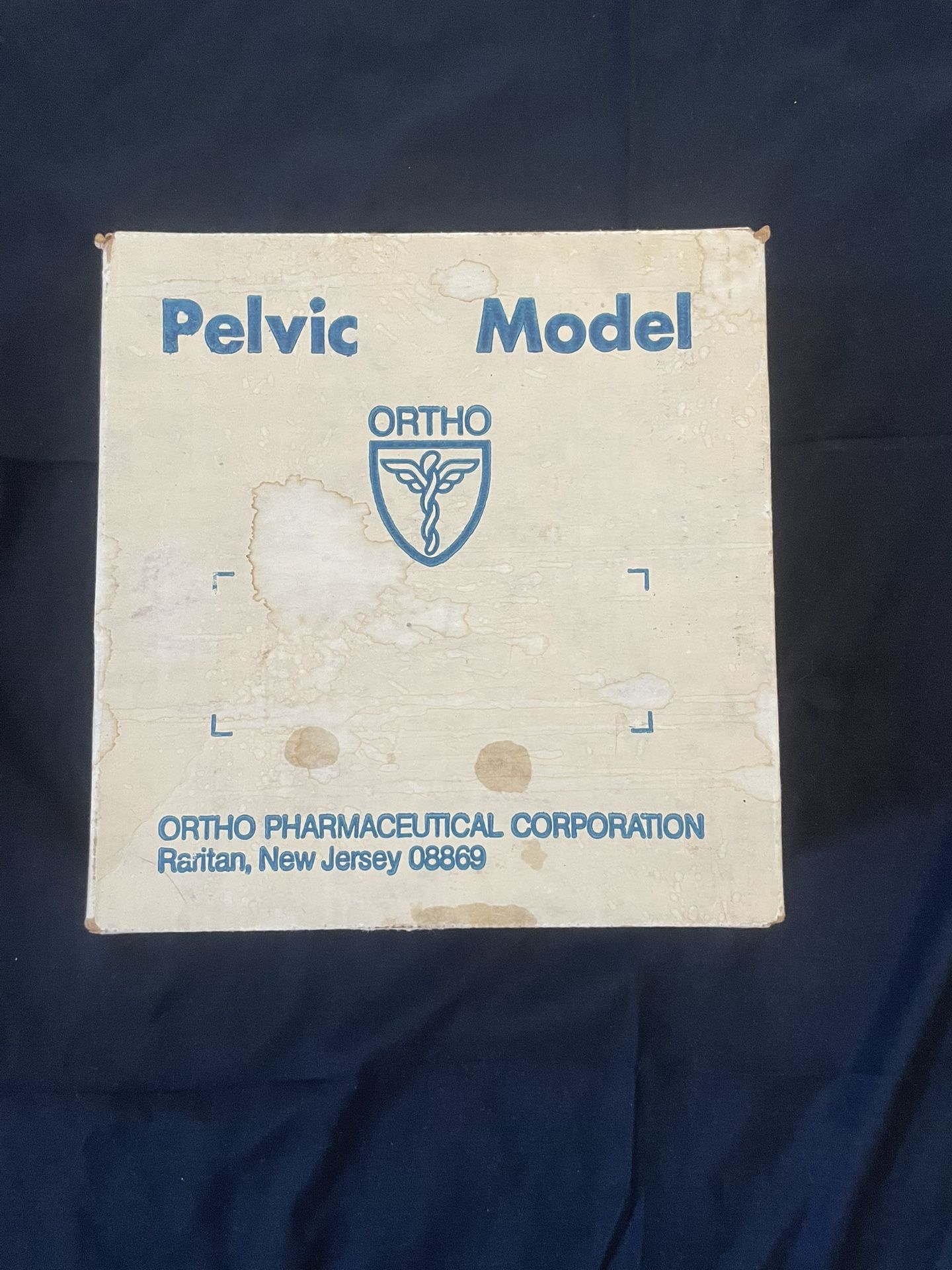 Antique Retro Ortho Pelvic Model