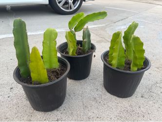 Israel yellow dragon fruit 20$ each
