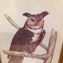 Owl Pictures Framed