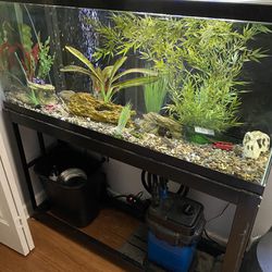 Fish Tank and Filter