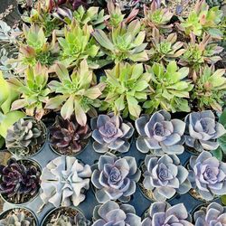 Succulents And Aeoniums 4” Pot