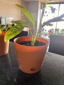 Peace Lily