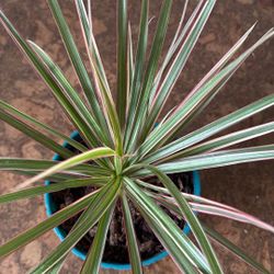 Real Dracaena Reflexa Plant 