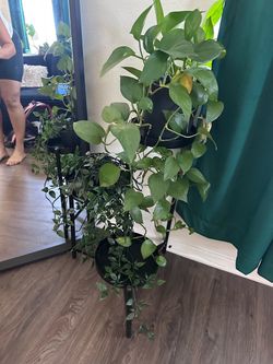Small plants