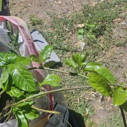 Passion Fruit (Maracuya)