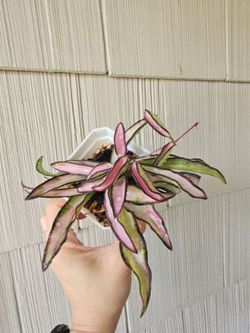 Hoya Wayetii Tricolor Plant