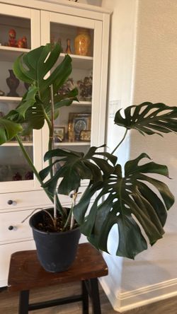 Monstera Plant