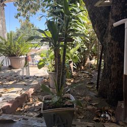 House Plant (Drocena)