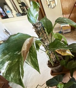 Plant