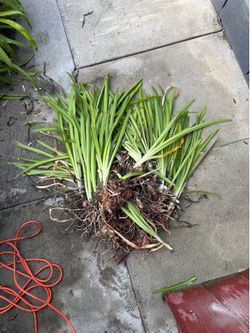 Free Agapanthus  (Lily of the Nile)