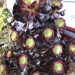 Purple Aeonium Succulent Plant Pup