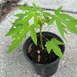 Papaya 