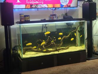 Aquarium decorations