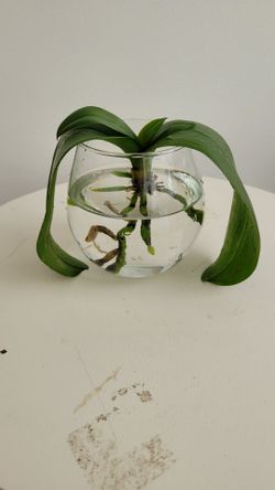 Small Orchid
